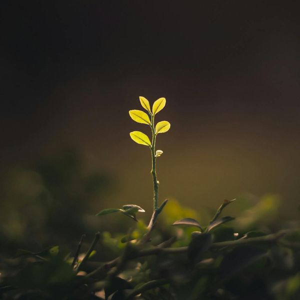 Minimalist growth symbol with light accents